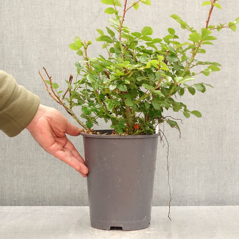 Esimerkki keväällä toimitetusta Floribundaruusu Manou MEILLAND 4 litran/5 litran ruukku-taimesta