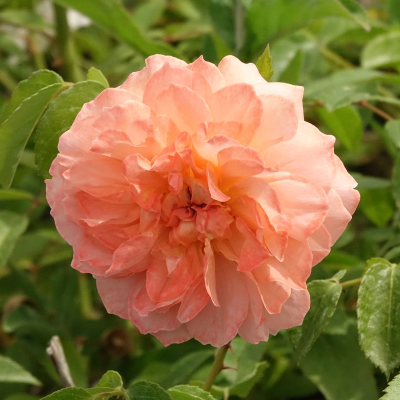 Floribundaruusu Marc's Jubilée (Kukinta)