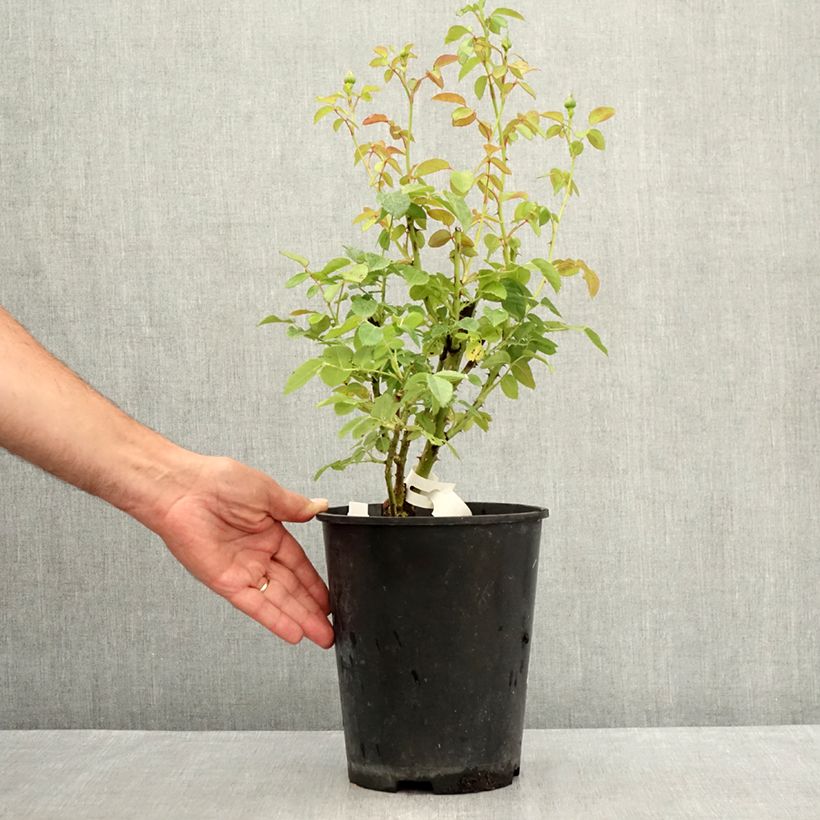 Esimerkki kesällä toimitetusta Floribundaruusu Marc's Jubilée 4 litran/5 litran ruukku-taimesta