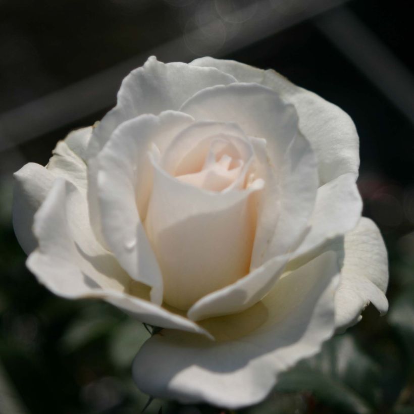 Floribundaruusu Margaret Merril HARkuly (Kukinta)