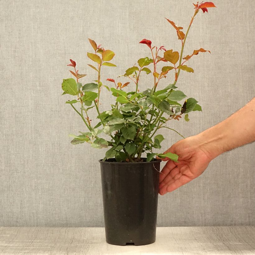 Esimerkki kesällä toimitetusta Floribundaruusu Margaret Merril HARkuly 2 litran/3 litran ruukku-taimesta