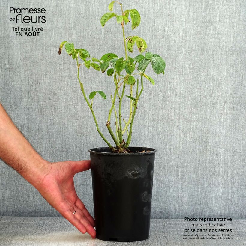 Esimerkki kesällä toimitetusta Floribundaruusu Maria Mathilda 3 litran/4 litran ruukku-taimesta