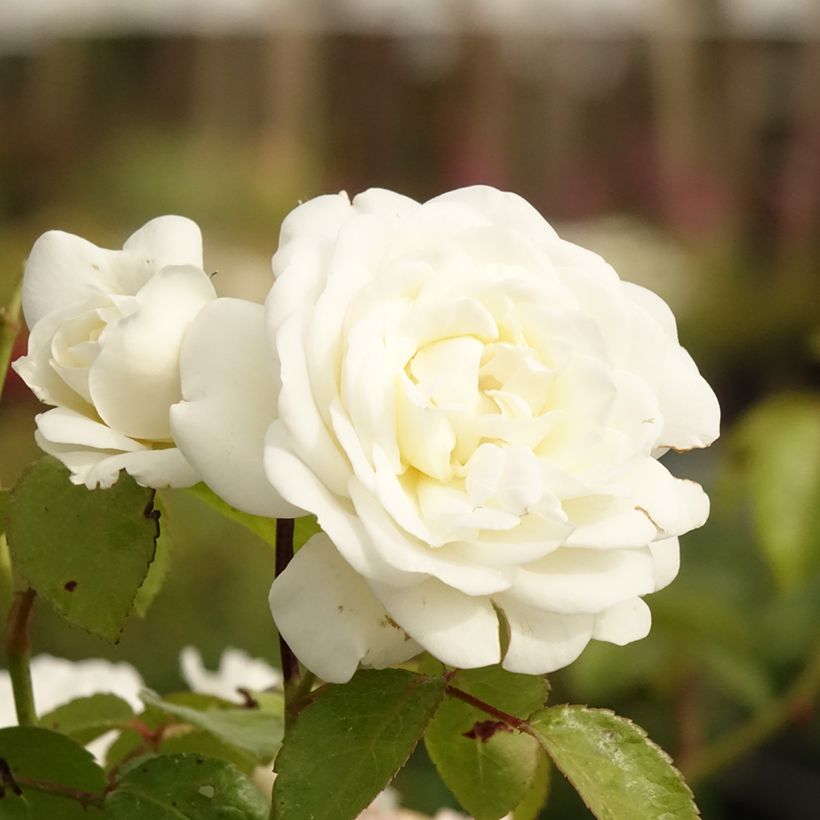 Floribundaruusu Marina Picasso (Kukinta)