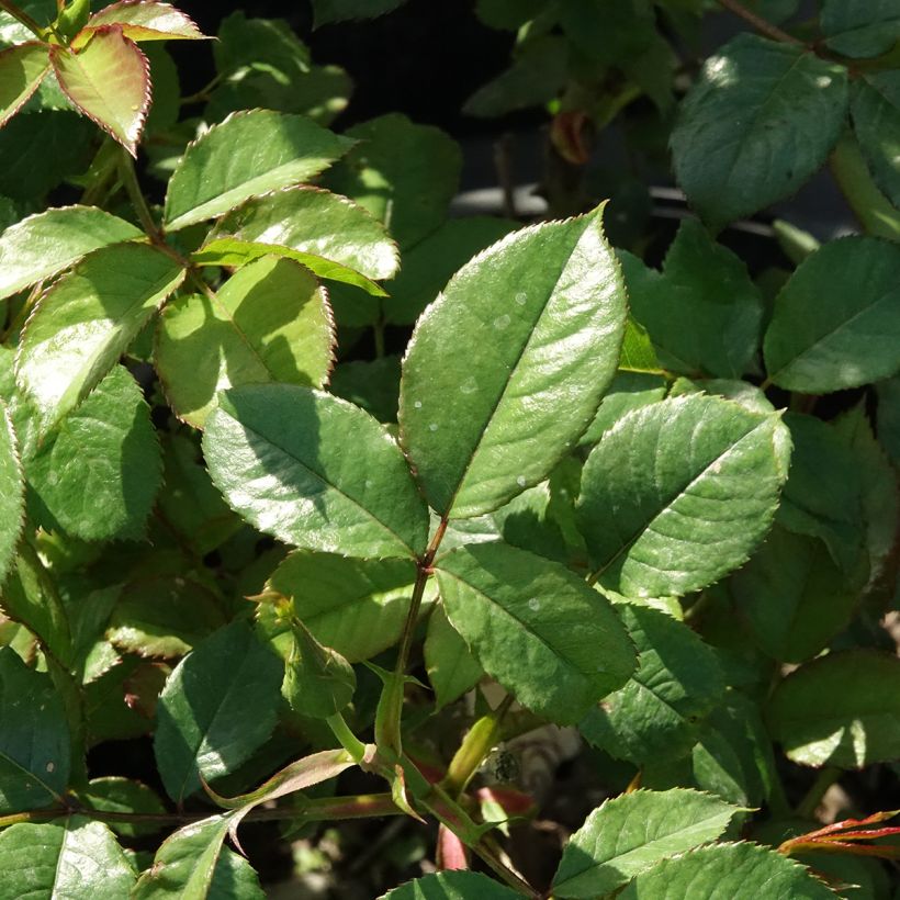 Floribundaruusu Mascaret -11 (Lehvistö)