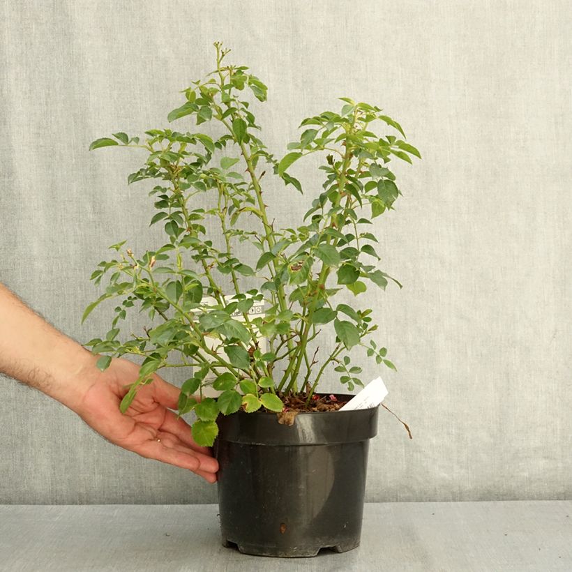 Esimerkki kesällä toimitetusta Floribundaruusu Mel Bee 3 litran/4 litran ruukku-taimesta