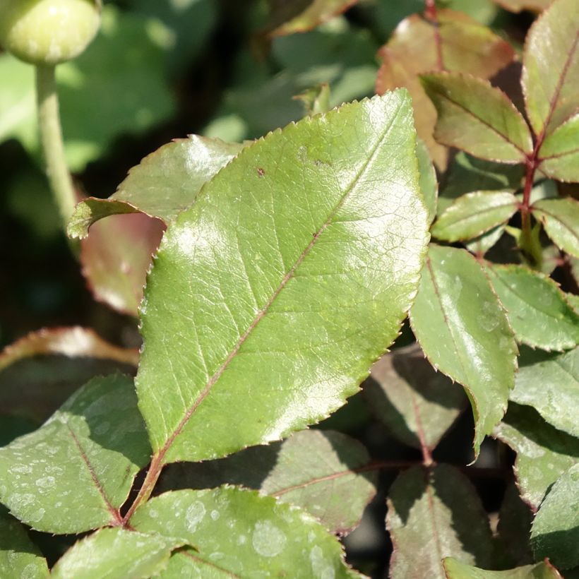 Floribundaruusu Message d'Espoir (Lehvistö)