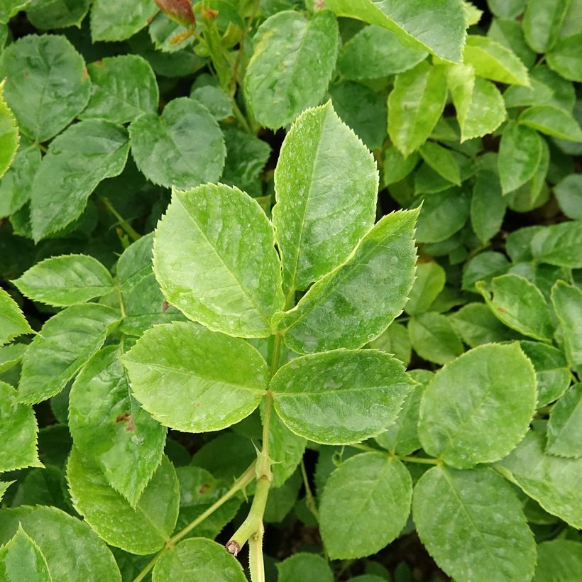 Floribundaruusu Off-Load (Lehvistö)