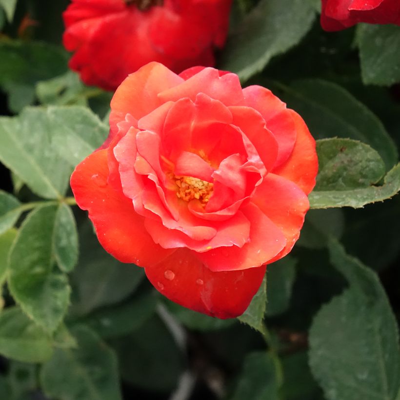 Floribundaruusu Orange Sensation (Kukinta)