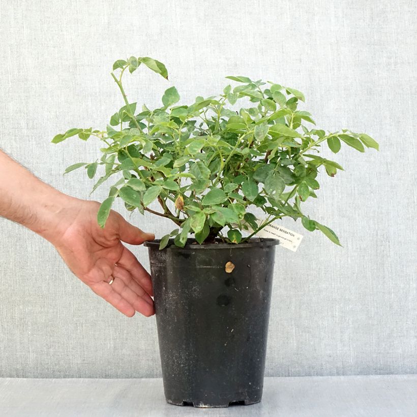 Esimerkki kesällä toimitetusta Floribundaruusu Orange Sensation 4 litran/5 litran ruukku-taimesta
