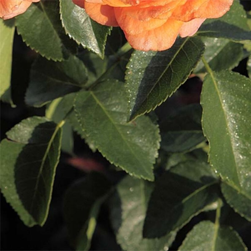 Floribundaruusu Orangerie (Lehvistö)