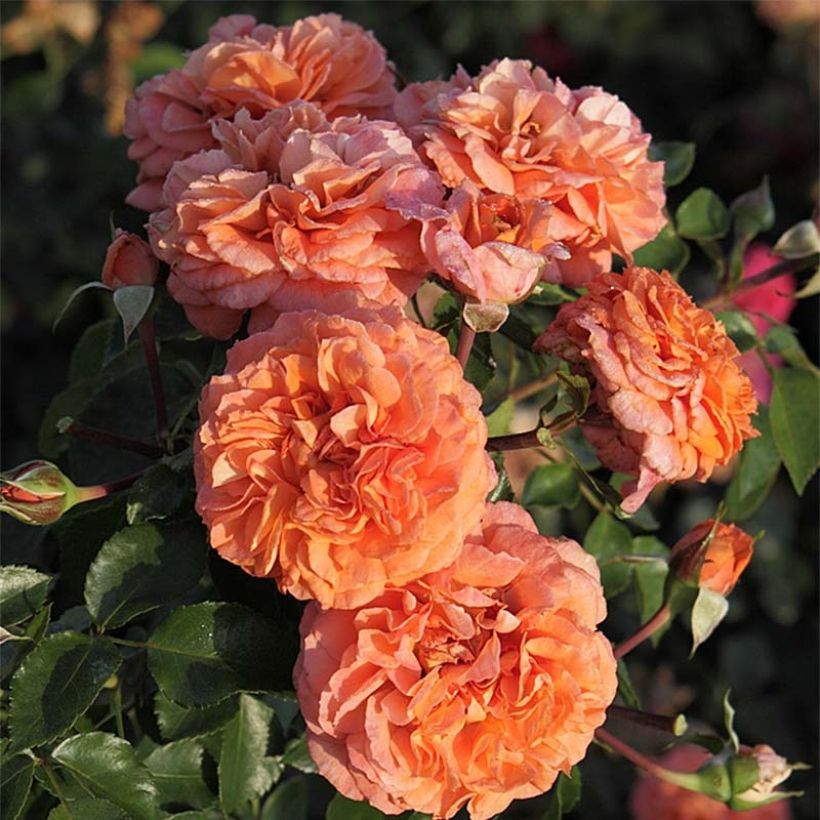 Floribundaruusu Orangerie (Kukinta)