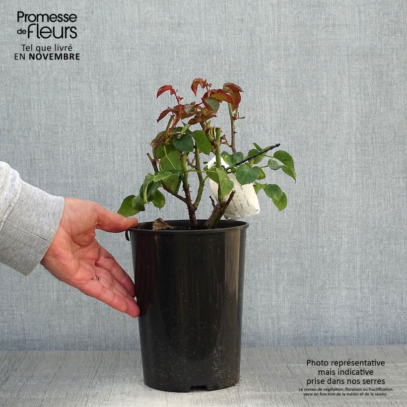 Esimerkki syksyllä toimitetusta Floribundaruusu Orangerie 2 litran/3 litran ruukku-taimesta