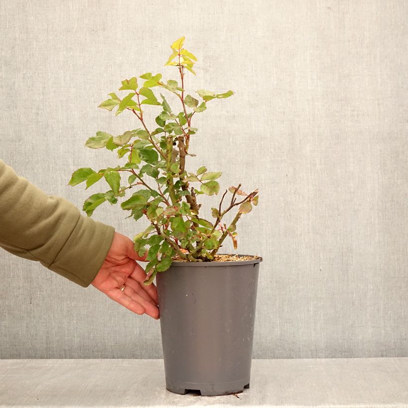 Esimerkki keväällä toimitetusta Floribundaruusu Origami 4 litran/5 litran ruukku-taimesta