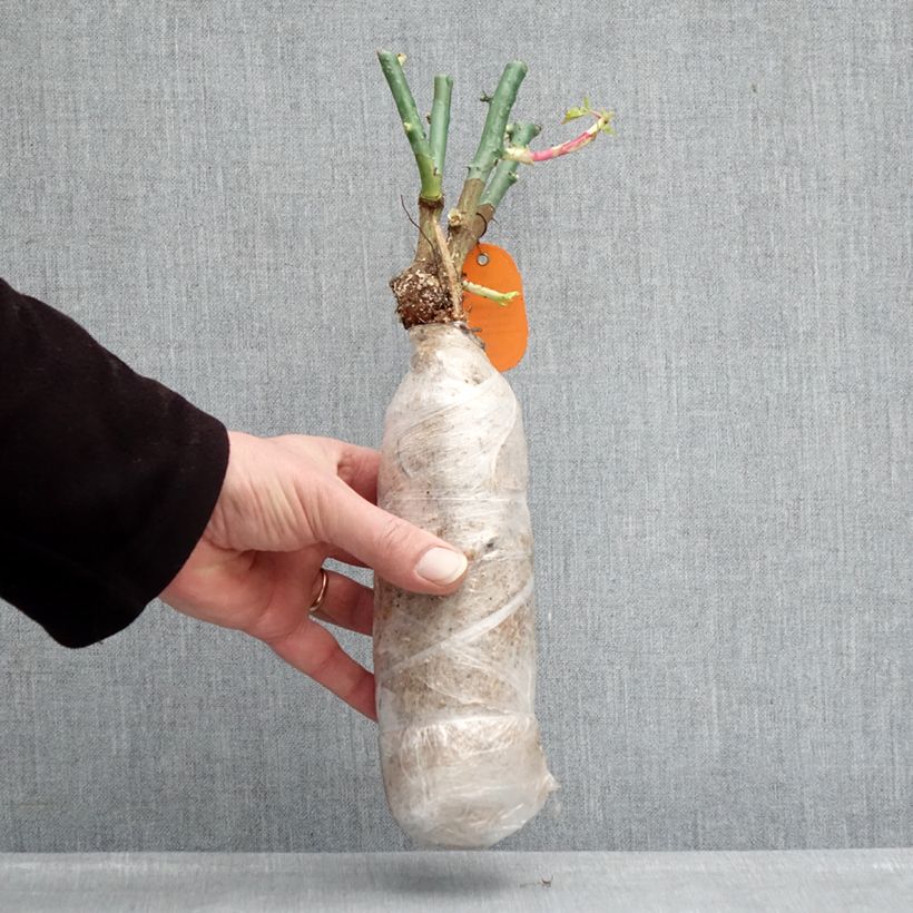 Esimerkki talvella toimitetusta Floribundaruusu Origami Paljaat juuret paakussa-taimesta