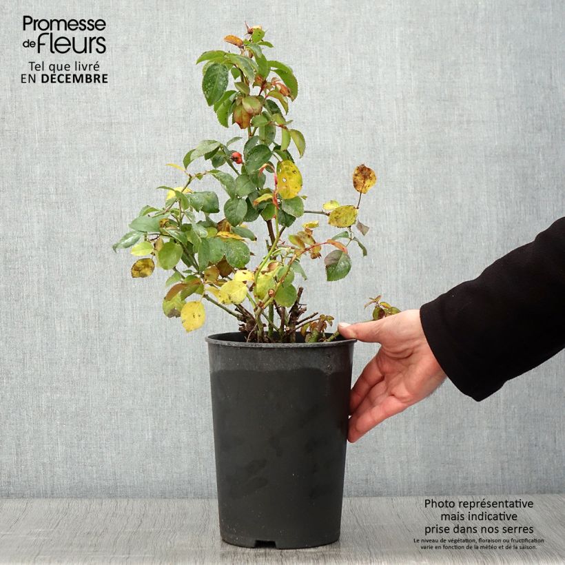 Esimerkki syksyllä toimitetusta Floribundaruusu Peace and Love (Chewsumsigns) 4 litran/5 litran ruukku-taimesta