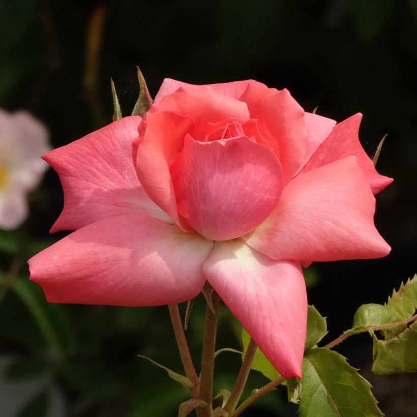 Floribundaruusu Pernille Poulsen (Kukinta)