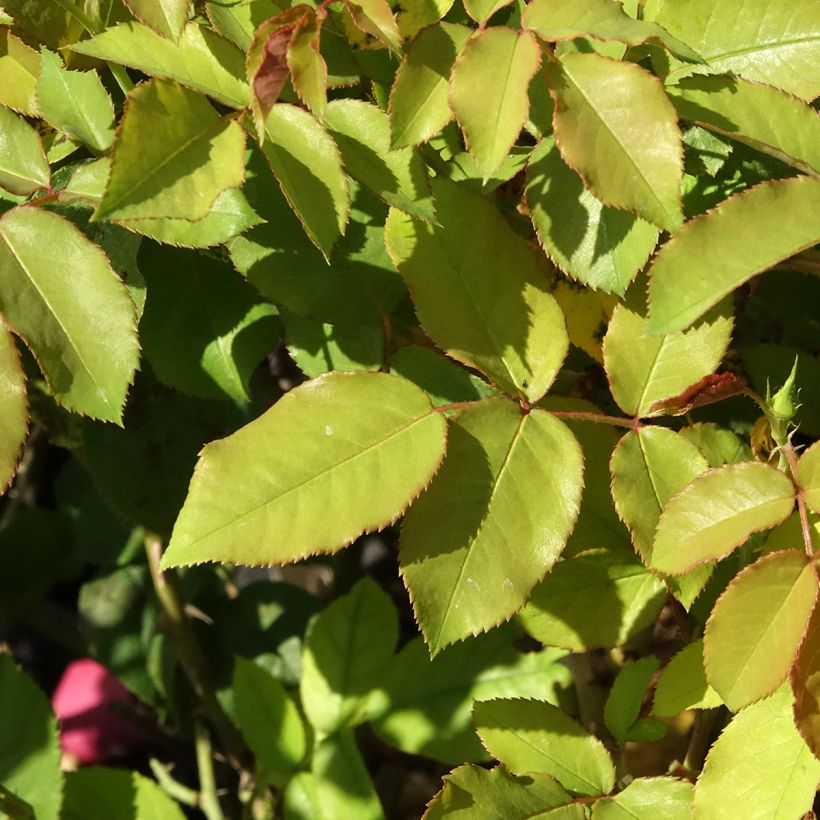 Floribundaruusu Pick'n Go Mattmag (Lehvistö)