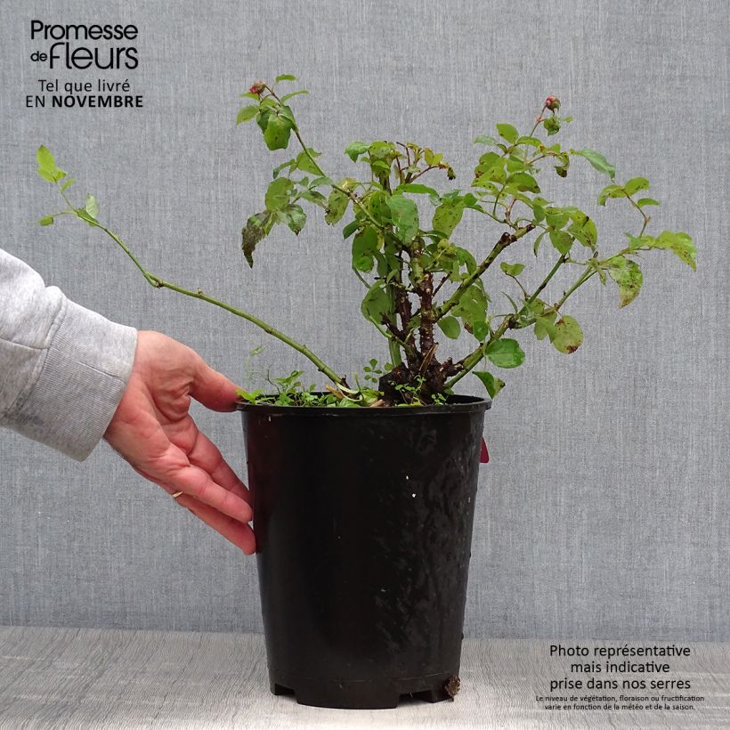 Esimerkki syksyllä toimitetusta Floribundaruusu Pick'n Go Mattmag 4 litran/5 litran ruukku-taimesta