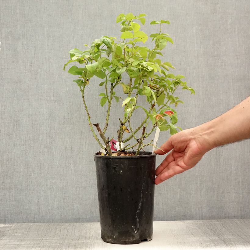 Esimerkki kesällä toimitetusta Floribundaruusu Pick'n Go Mattmag 4 litran/5 litran ruukku-taimesta