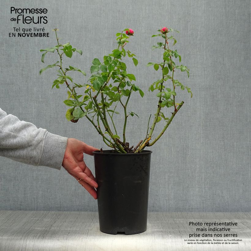 Esimerkki syksyllä toimitetusta Floribundaruusu Pomponella Korpompan 4 litran/5 litran ruukku-taimesta