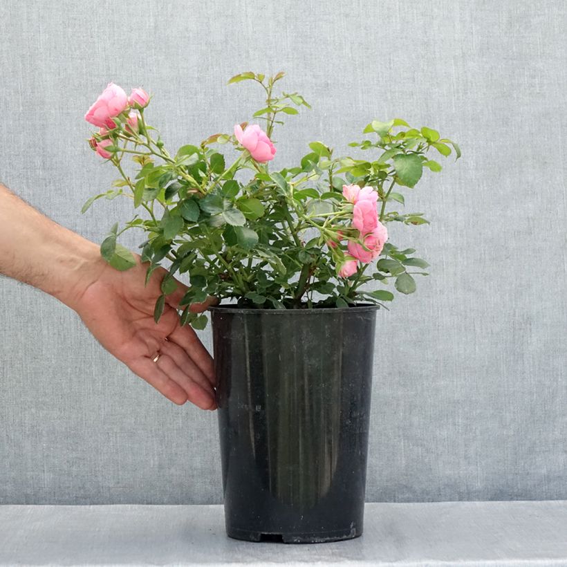 Esimerkki kesällä toimitetusta Floribundaruusu Pomponella Korpompan 4 litran/5 litran ruukku-taimesta