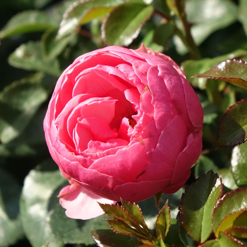 Floribundaruusu Pomponella Korpompan (Kukinta)