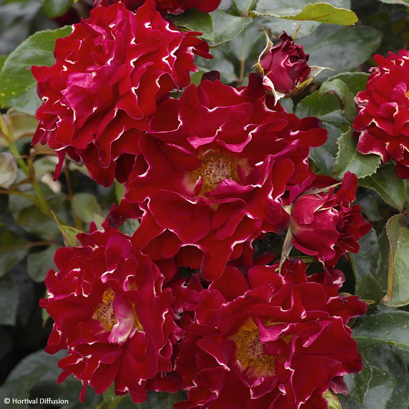 Floribundaruusu RED Lady Ruffles (Kukinta)
