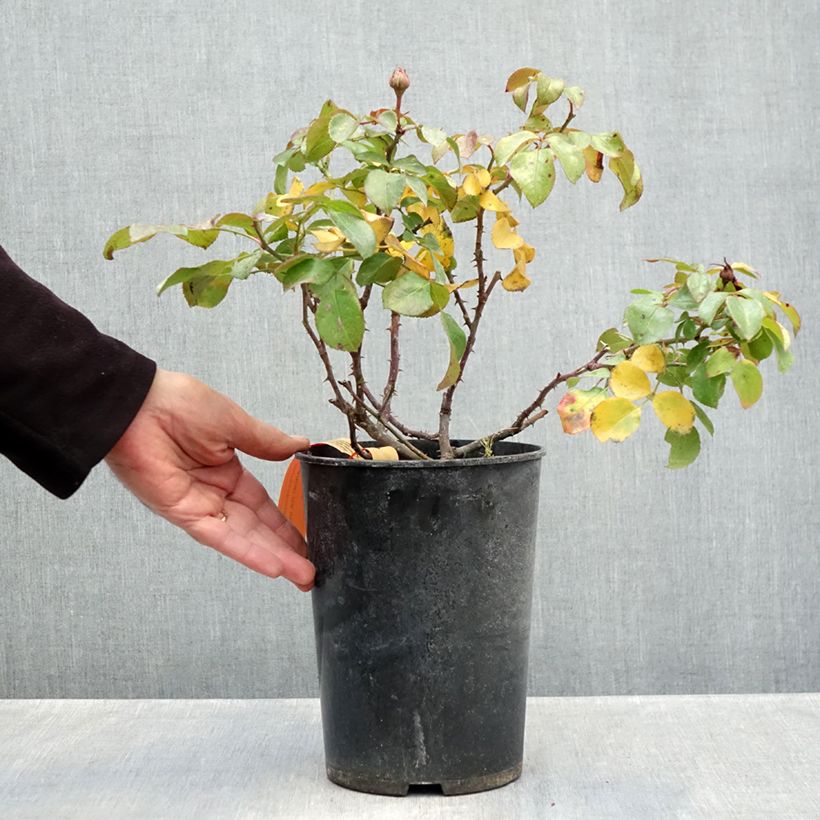 Esimerkki syksyllä toimitetusta Floribundaruusu Red Leonardo da Vinci Meiangele 4 litran/5 litran ruukku-taimesta