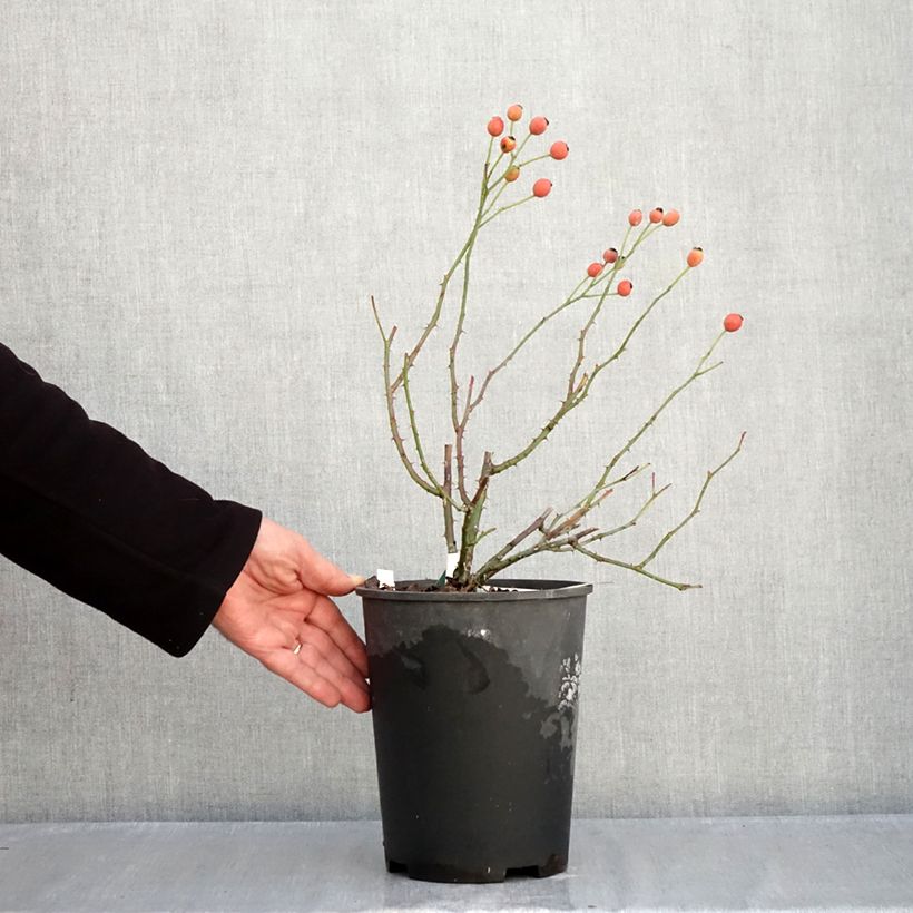 Esimerkki syksyllä toimitetusta Floribundaruusu Rose de la petite Chabotte VELsema 4 litran/5 litran ruukku-taimesta