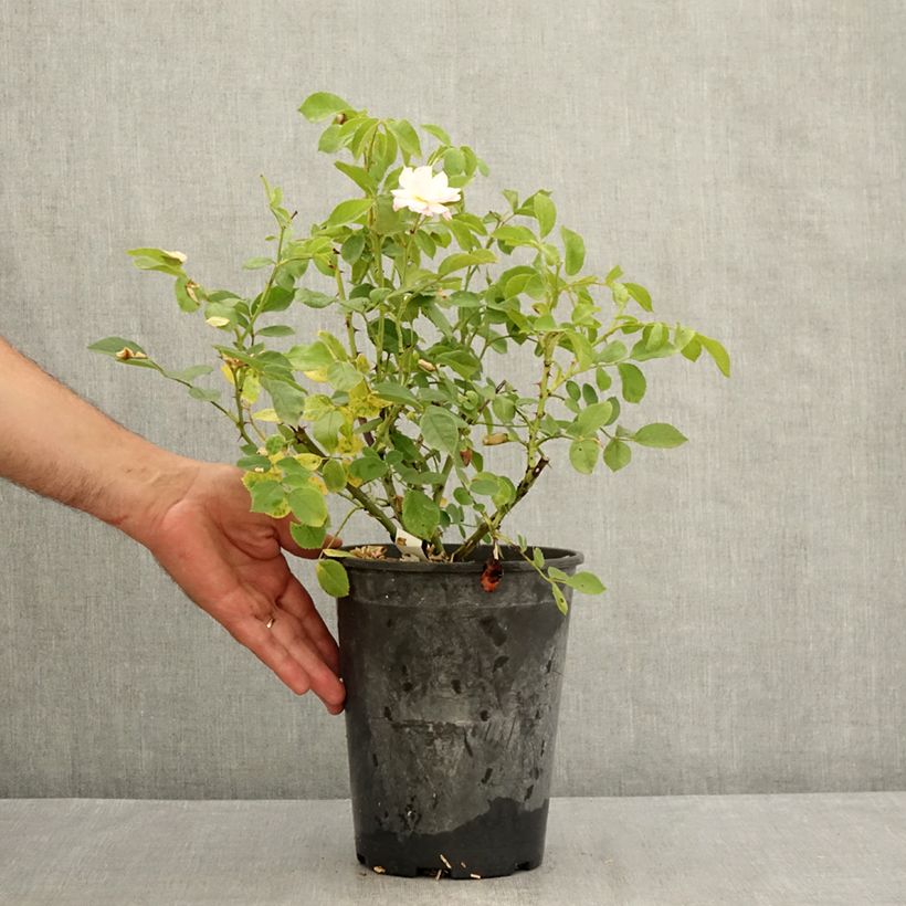Esimerkki kesällä toimitetusta Floribundaruusu Rose de la petite Chabotte VELsema 4 litran/5 litran ruukku-taimesta