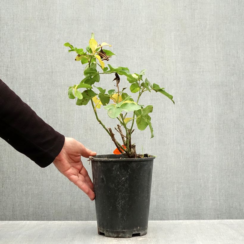 Esimerkki syksyllä toimitetusta Floribundaruusu Rustica III 4 litran/5 litran ruukku-taimesta