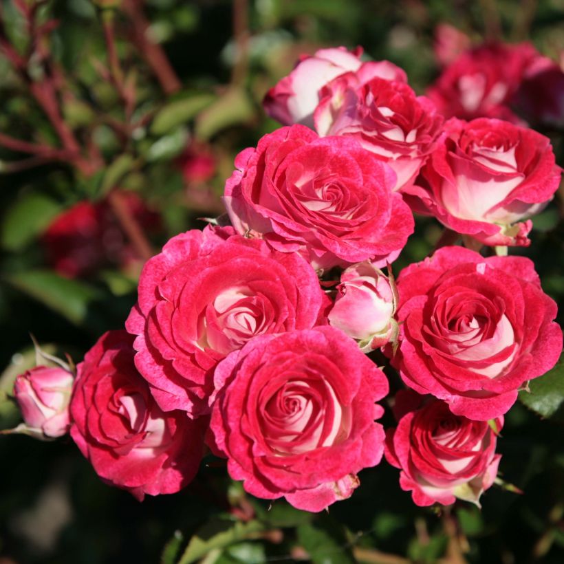 Floribundaruusu Schöne Koblenzerin (Kukinta)