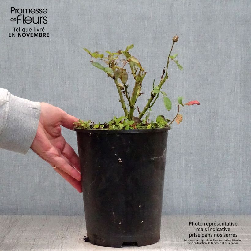 Esimerkki syksyllä toimitetusta Floribundaruusu Schöne Koblenzerin 2 litran/3 litran ruukku-taimesta
