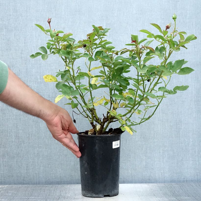 Esimerkki kesällä toimitetusta Floribundaruusu Schöne Koblenzerin 2 litran/3 litran ruukku-taimesta