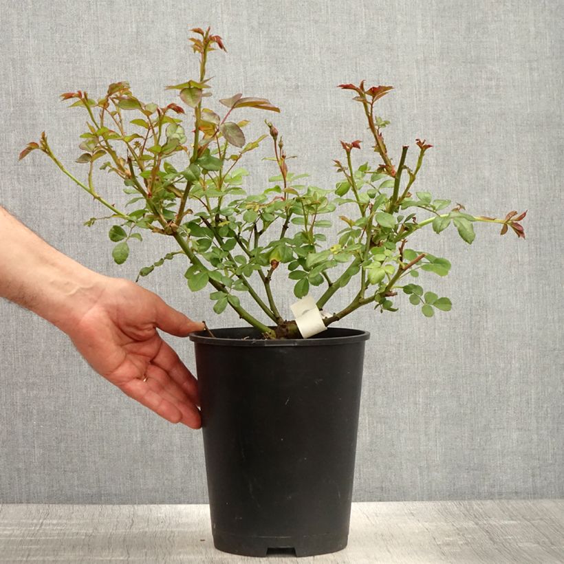 Esimerkki keväällä toimitetusta Floribundaruusu Sourire de Sylvie 4 litran/5 litran ruukku-taimesta
