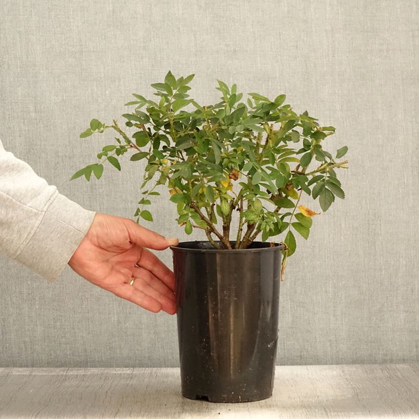 Esimerkki syksyllä toimitetusta Kurtturuusu Strandperle 4 litran/5 litran ruukku-taimesta