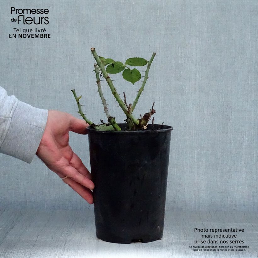 Esimerkki syksyllä toimitetusta Floribundaruusu Summer of Love 2 litran/3 litran ruukku-taimesta