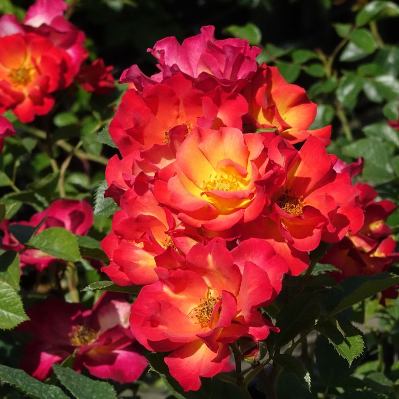 Floribundaruusu Summer of Love (Kukinta)