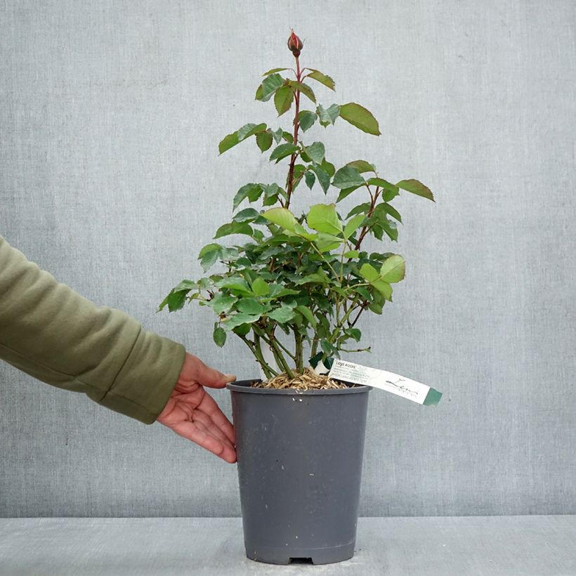 Esimerkki keväällä toimitetusta Floribundaruusu Super Trouper 4 litran/5 litran ruukku-taimesta