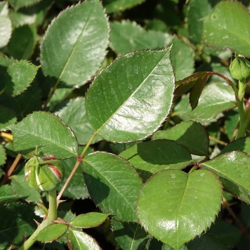 Floribundaruusu Tobago (Lehvistö)
