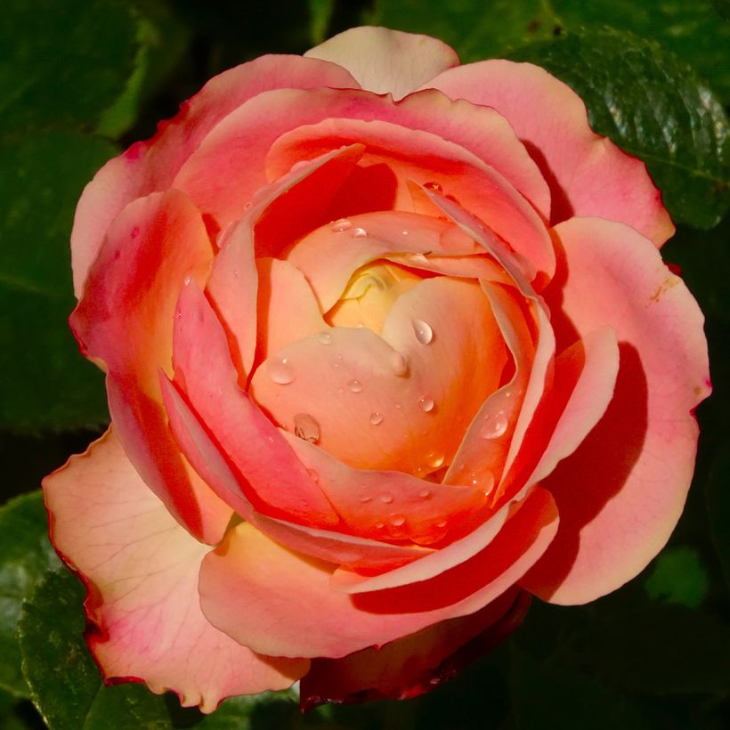 Floribundaruusu Tobago (Kukinta)