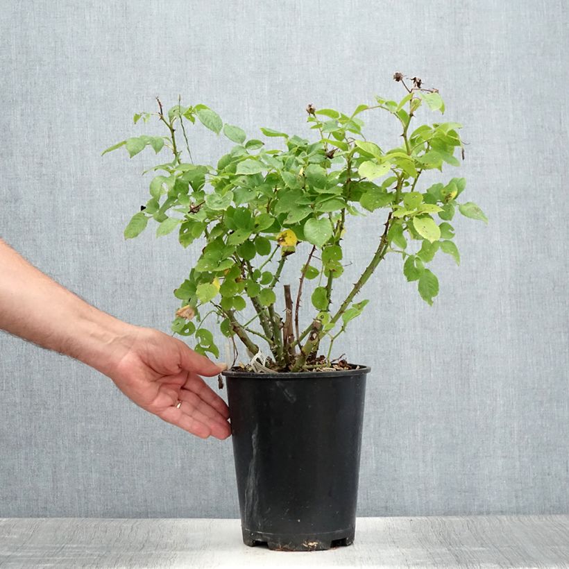 Esimerkki kesällä toimitetusta Floribundaruusu Utopia 3 litran/4 litran ruukku-taimesta