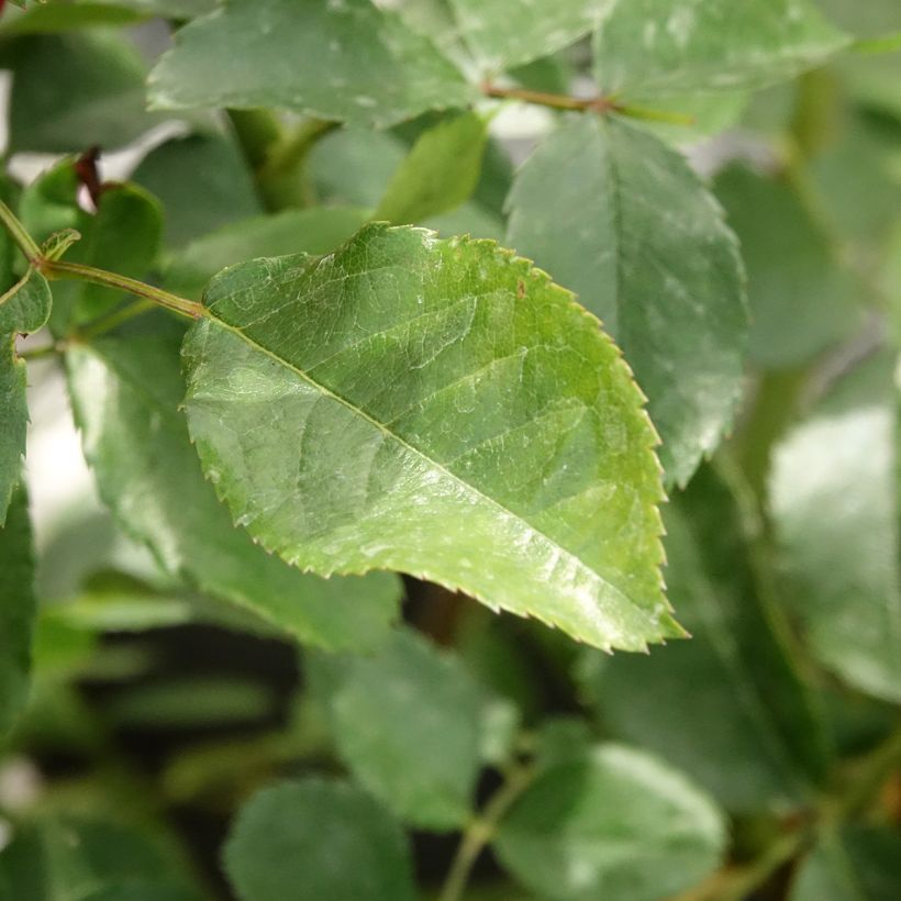 Floribundaruusu Walferdange (Lehvistö)