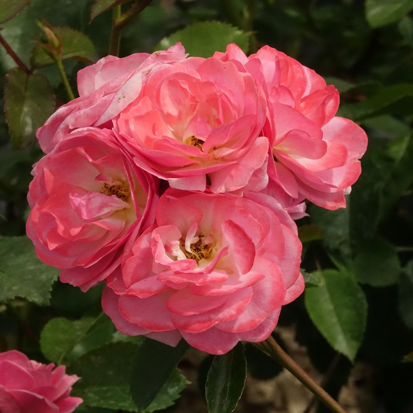 Floribundaruusu Walferdange (Kukinta)