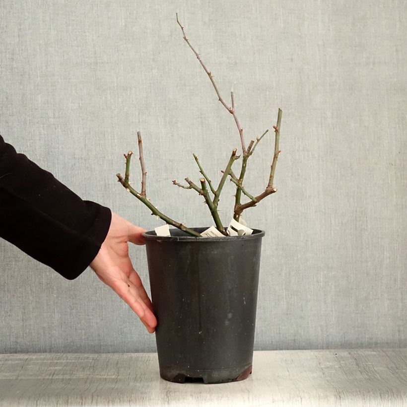Esimerkki talvella toimitetusta Floribundaruusu Walferdange 4 litran/5 litran ruukku-taimesta