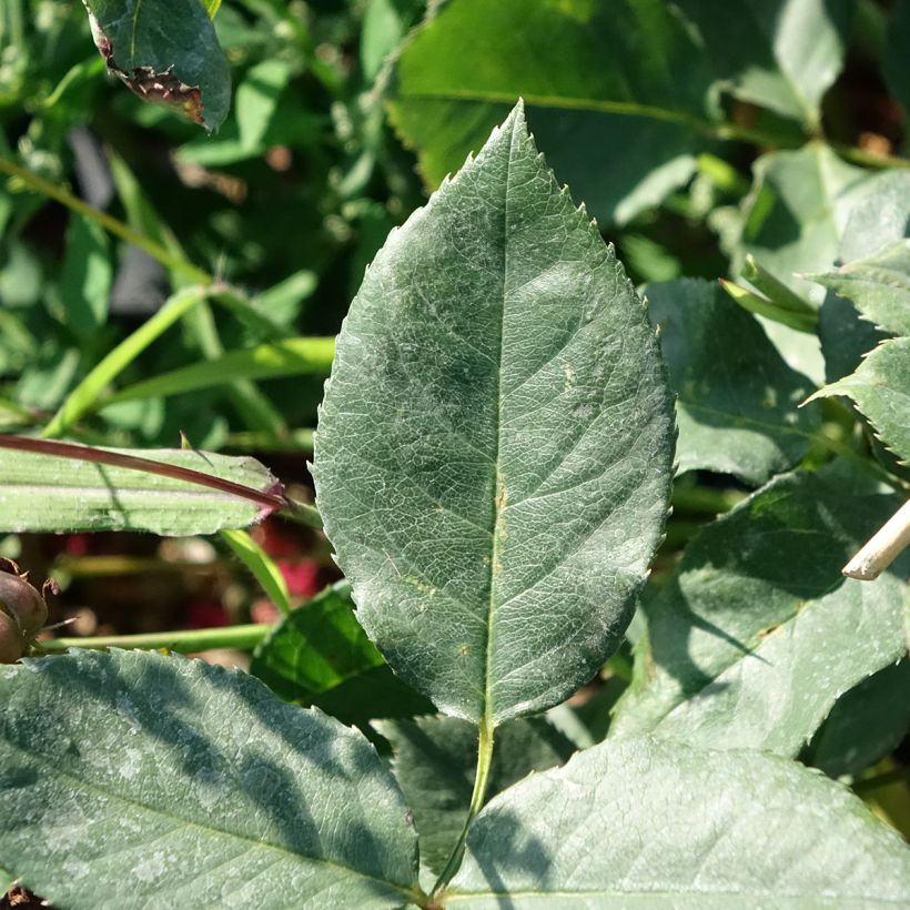 Suurikukkainen jaloruusu Black Perfumella (Lehvistö)