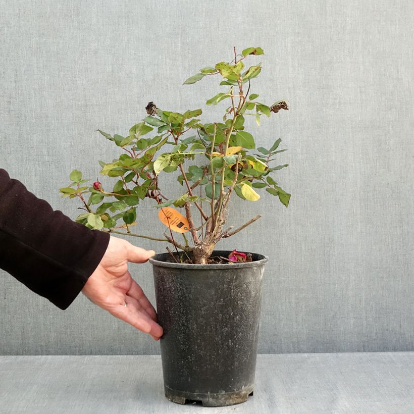 Esimerkki syksyllä toimitetusta Rosier à grandes fleurs Elégance Française Pot de 4L/5L-taimesta