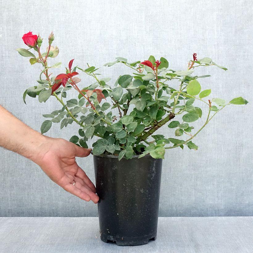 Esimerkki kesällä toimitetusta Rosier à grandes fleurs Elégance Française Pot de 4L/5L-taimesta