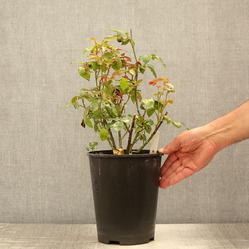 Esimerkki kesällä toimitetusta Suurikukkainen jaloruusu Eleganza Meine Rose 4 litran/5 litran ruukku-taimesta
