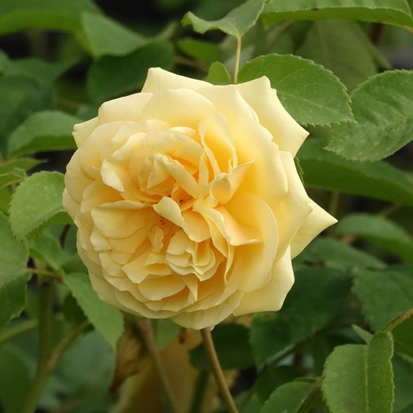 Suurikukkainen jaloruusu Fragrant Old Yellow (Kukinta)